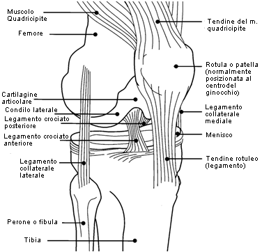 Il ginocchio - anatomia