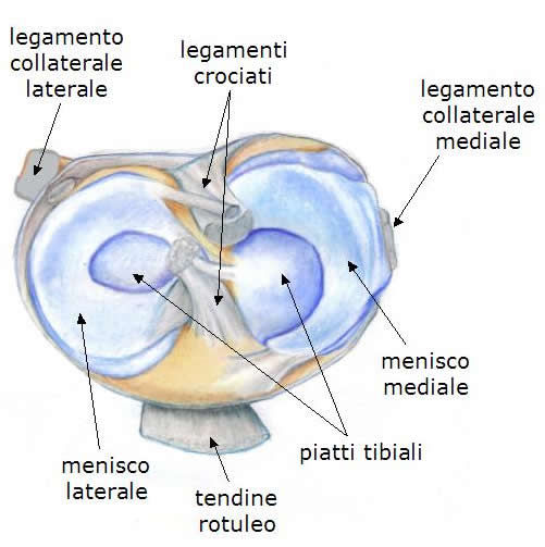 Il ginocchi - legamenti e cartilagini