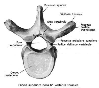 La schiena - Rachide dorsale